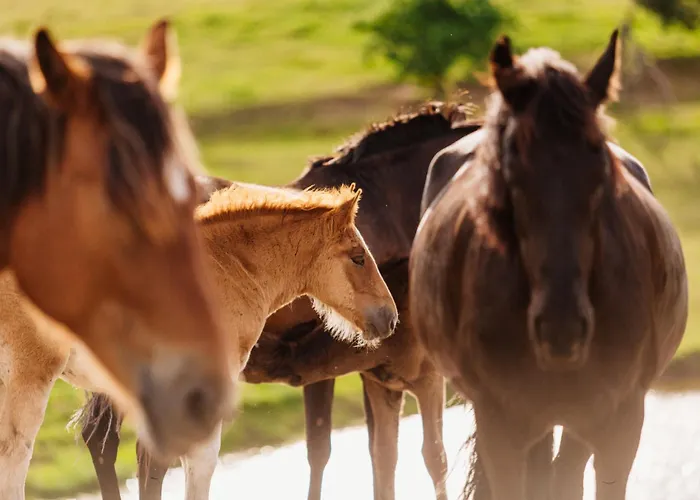 Na Pastwisku * Szymbark (Pomerania)