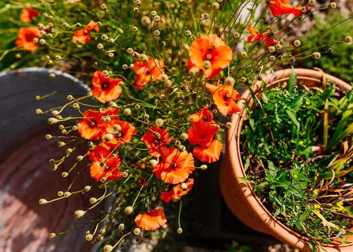 Na Pastwisku Szymbark (Pomerania)